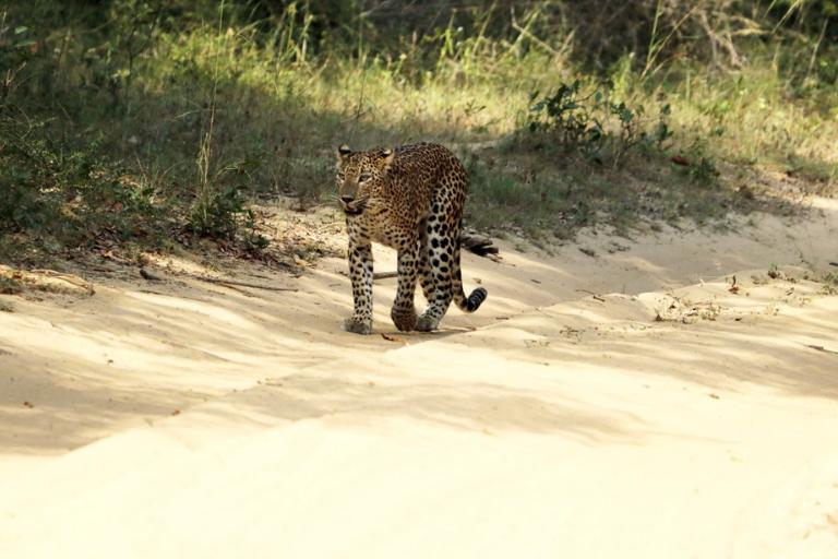 Yala National Park Safari – Ultimate Wildlife Experience in Sri Lanka