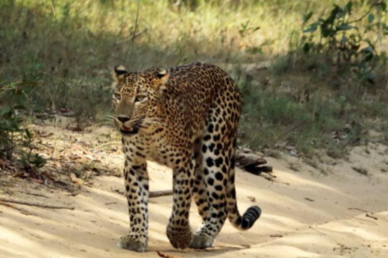 Yala National Park Safari – Ultimate Wildlife Experience in Sri Lanka