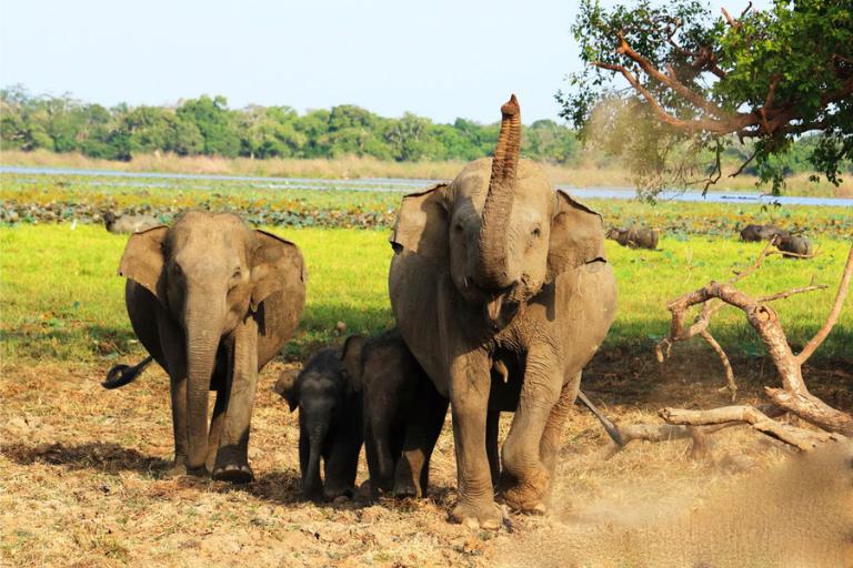 Sri Lanka Highlights – 5 Nights / 6 Days